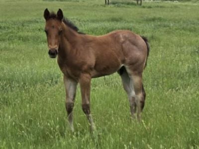 Boromir Bartender JW <BR>AQHA PENDING
